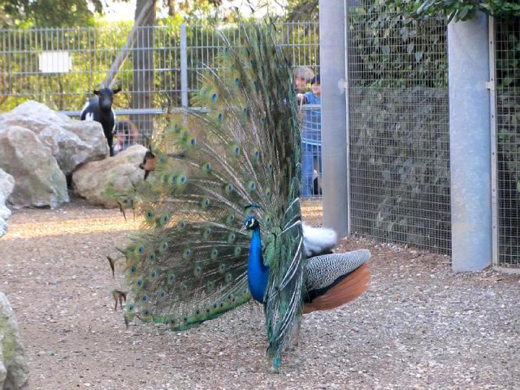 183 D35 PARC OLBIUS RIQUIER A HYERES_000054.jpg